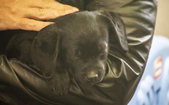 Cast of the new TV show "The Village" visit Warrior Canine Connection in Boyds, Maryland, on November 10, 2018, to learn about service dogs and their role helping veterans. The show will air in 2019. Here, actor Warren Christie pets one of the puppies at WCC. (Meredith Tibbetts/Stars and Stripes)