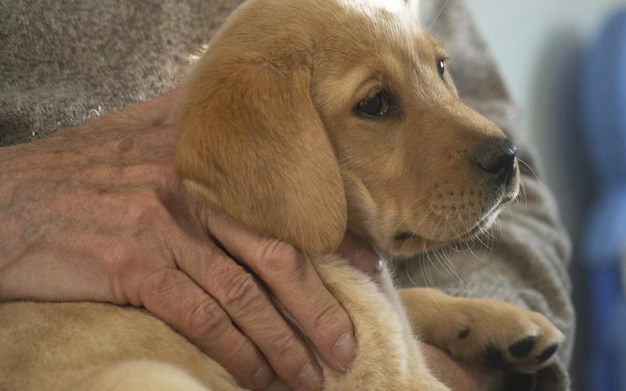 Cast of the new TV show "The Village" visit Warrior Canine Connection in Boyds, Maryland, on November 10, 2018, to learn about service dogs and their role helping veterans. The show will air in 2019. Here, Dominic Chianese, known for his roles in the Sopranos and The Godfather II, holds one of the puppies at WCC. 