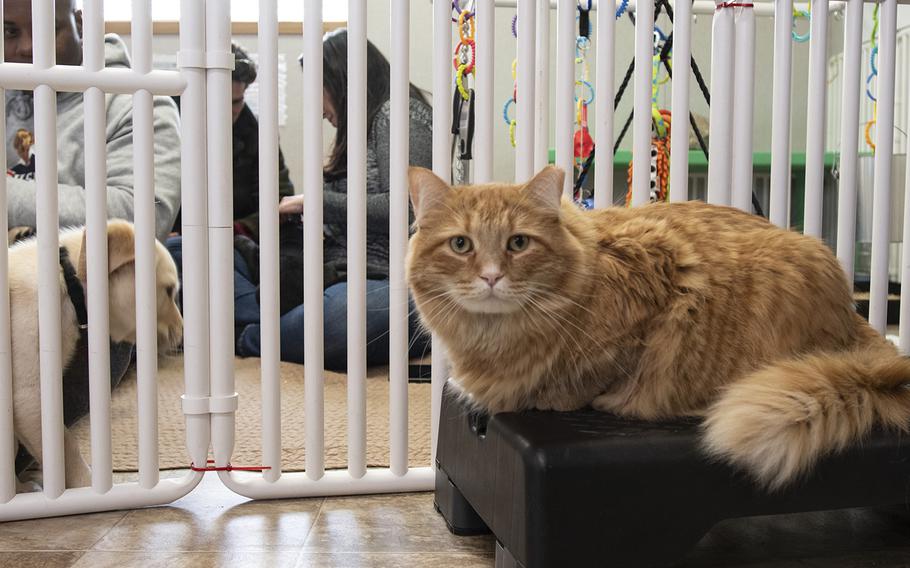 Cider, a resident cat at the Warrior Canine Connection in Boyds, Maryland, observes the cast of the new TV show "The Village," visit with the puppies on November 10, 2018. The cast there to learn about service dogs and their role helping veterans. The show will air in 2019. Cider was supposed to be a barn cat - but instead chose to live inside the puppies. 