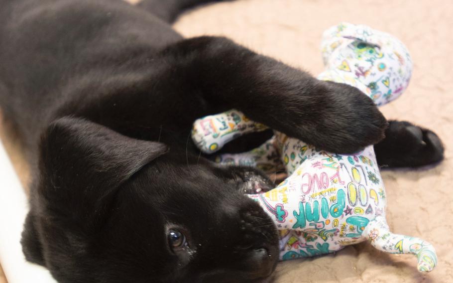 After the cast of the new TV show "The Village" visited Warrior Canine Connection in Boyds, Maryland, on November 10, 2018, the puppies started to play. 