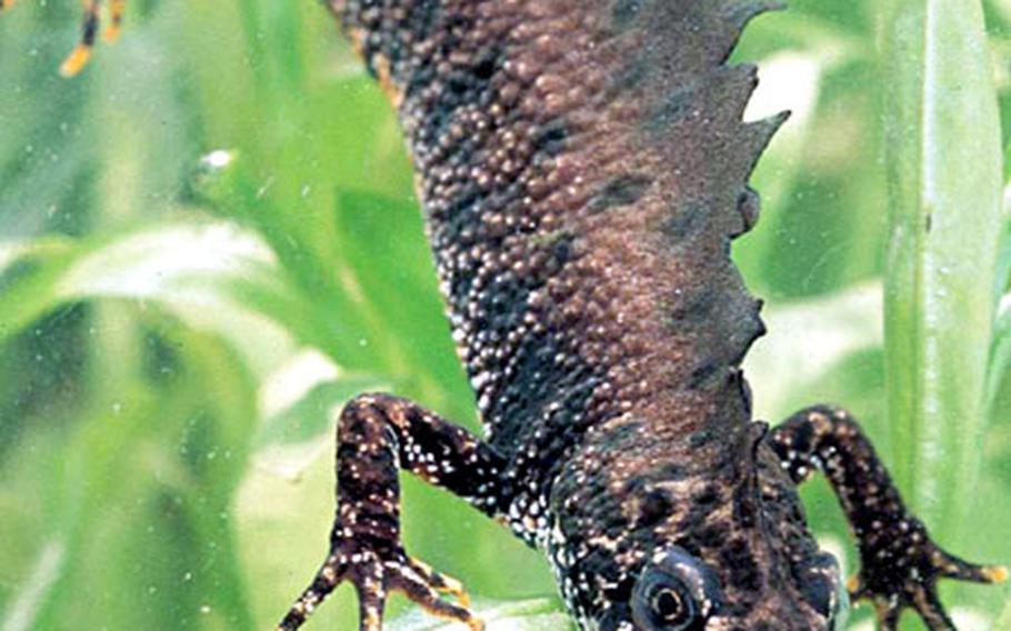 A close-up of a great crested newt.