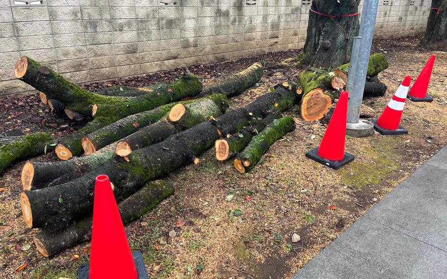 Cherry blossom trees are cut into logs on the side of a road.