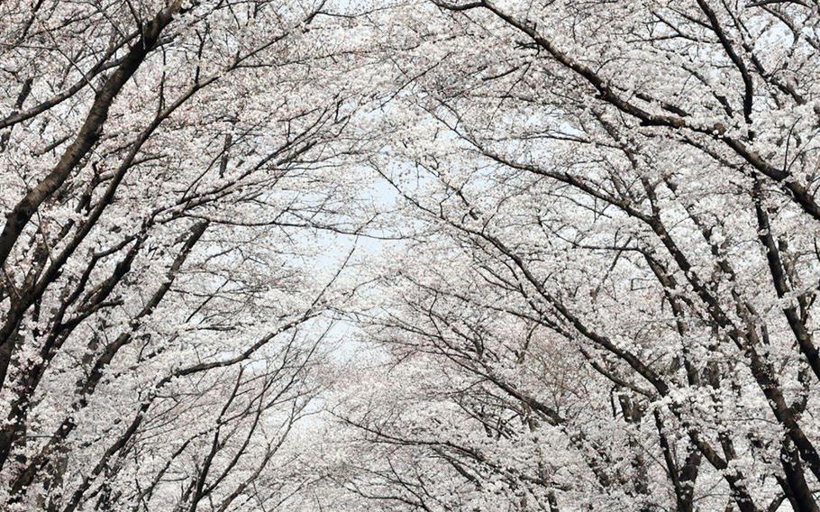 Cherry blossoms in full bloom light a road.