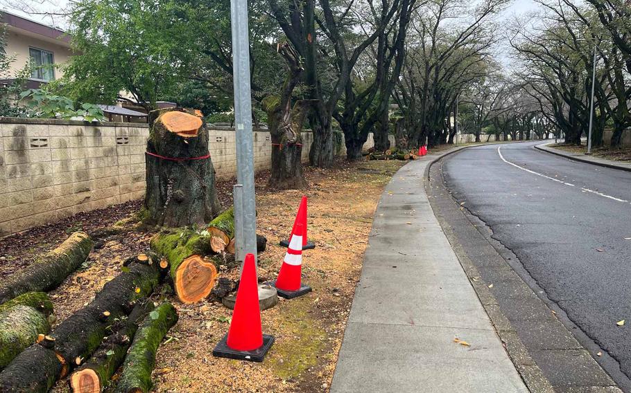 Cherry blossom trees are cut down along the side of a road.