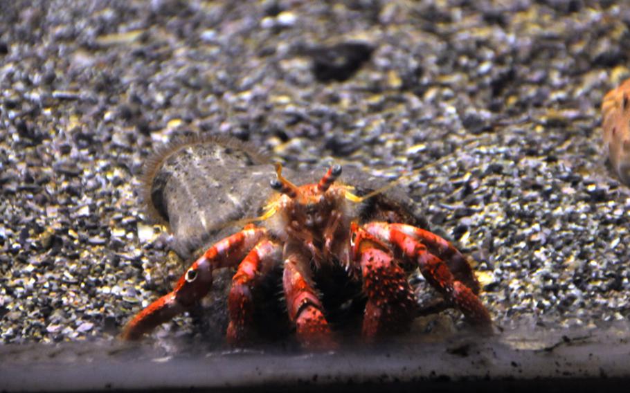 A hermit crab living at the Naples aquarium peers out at visitors. The aquarium is part of the Stazione Zoologica Anton Dohrn, a research center that is also open to the public.