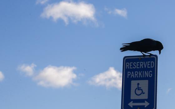 A bird makes a stop on a handicapped parking sign on Dec. 14, 2021. The Justice Department is inquiring whether Michigan unnecessarily keeps adults with serious mental illness in state psychiatric hospitals in violation of the Americans with Disabilities Act. 