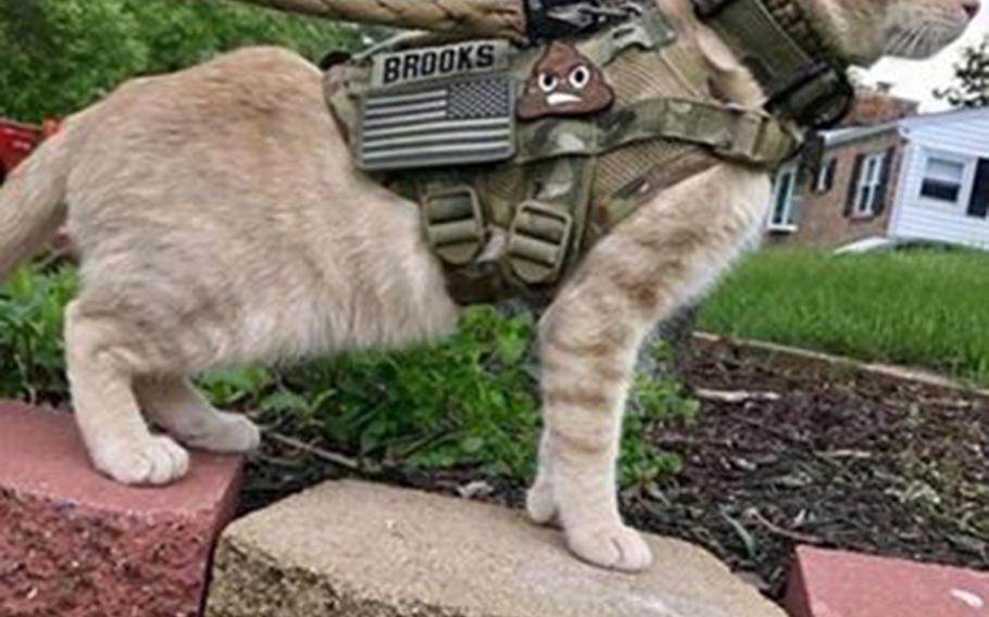 Stars And Stripes April Fools Day Pranks Include Military Working Cats Marine Drill Sergeants