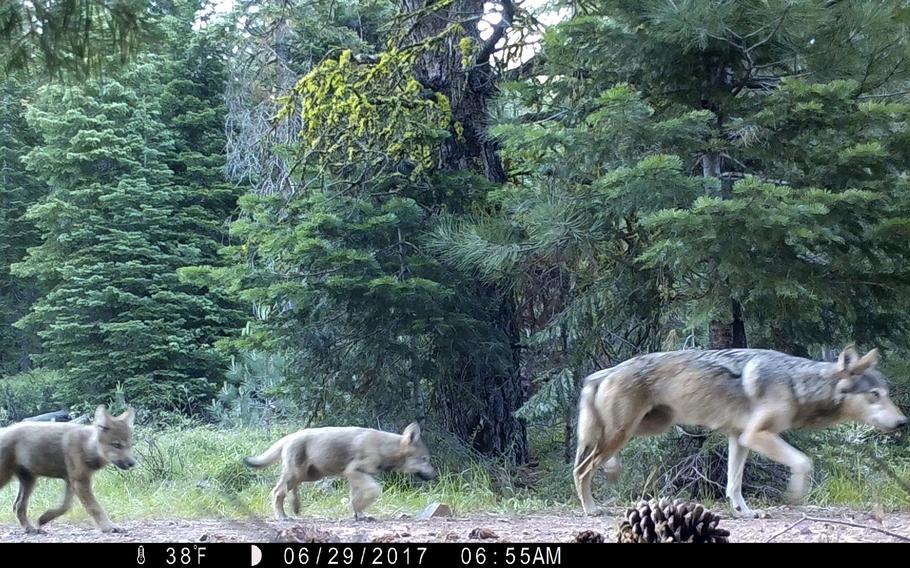 This remote camera image provided by the U.S. Forest Service shows a female gray wolf and two of the three pups born in 2017 in the wilds of Lassen National Forest in northern California on June 29, 2017. 