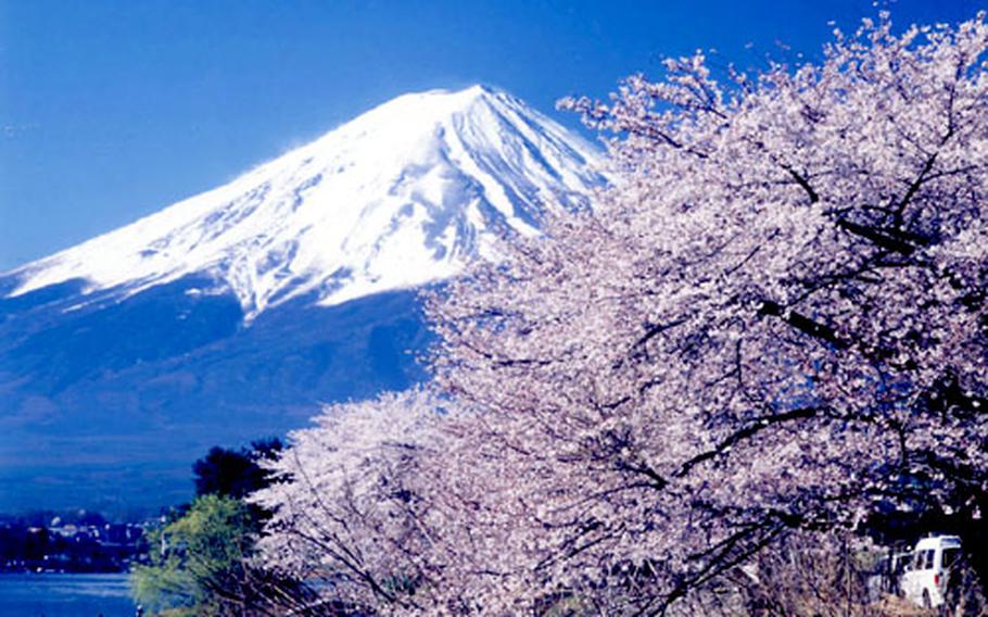  Pink Cherry Blossom Red Sun Japanese Mountain Fuji Car