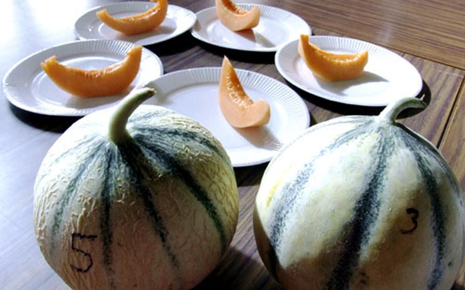 Melon slices ready for tasting at an official tasting session conducted by the Syndicate of Master Melon Growers.