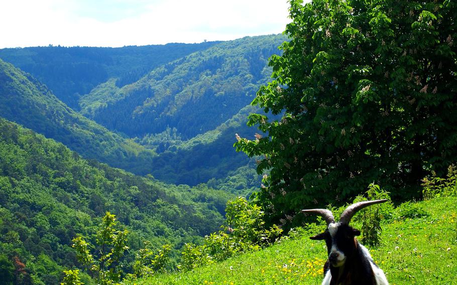 "Billy" the goat munches on lush grass adjacent to the castle walls.