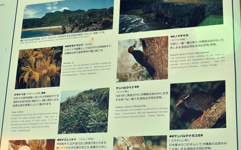 A detailed look at the nature of the Cape Hedo area, including rare, endangered species such as the Okinawa Rail and Japanese Golden Beetle.