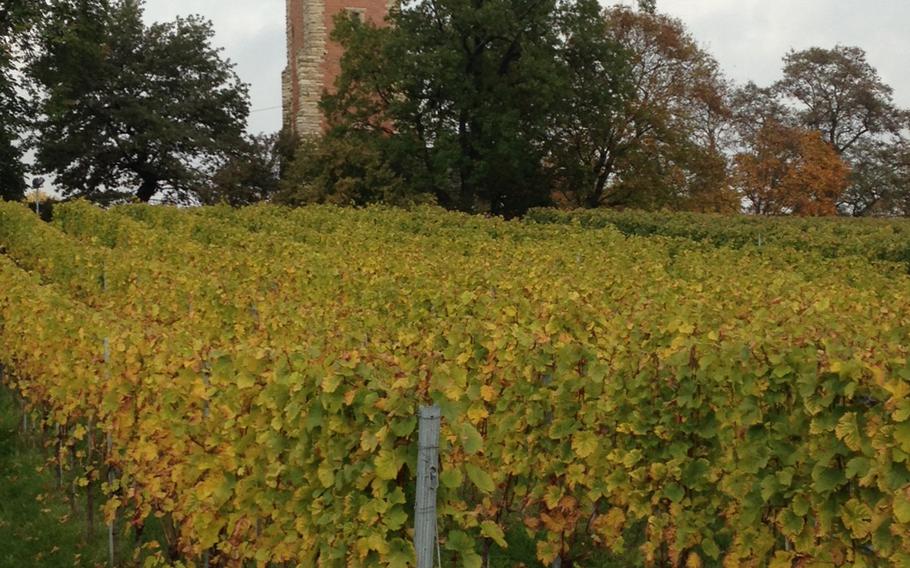 The bus tours through the hills of Stuttgart. At a stop along the Burgholzhof near Robinson Barracks, you can wander the vineyards.